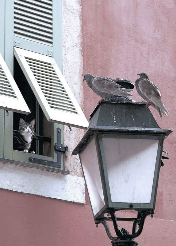 雷火电竞app-跨越疆界的足球之光，一场没有国界的对决，京多安点燃的不只是赛场