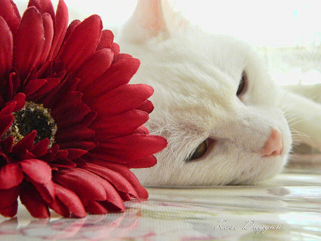 显微镜下的呼吸,奥运周期中的一场黄蜂险胜魔术